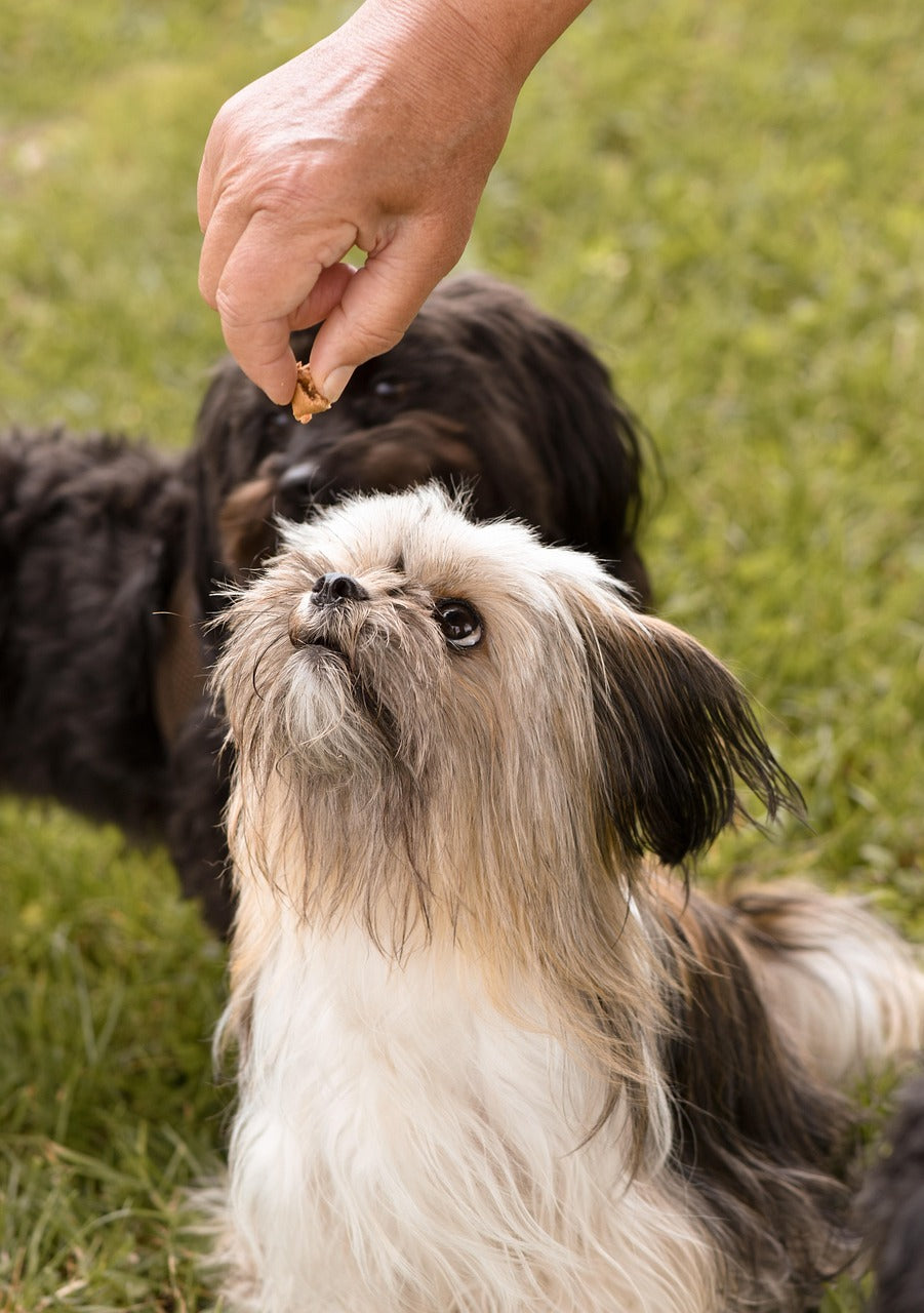 Should You Train Your Dog With or Without Treats?