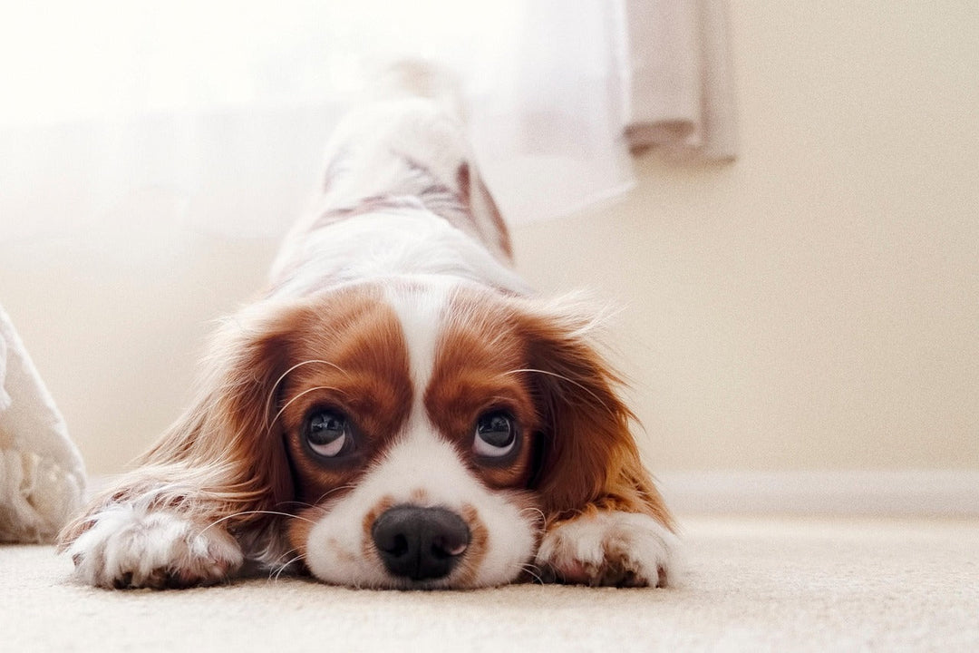 The Well-Adjusted Pup: A Guide to Proper Dog Socialization