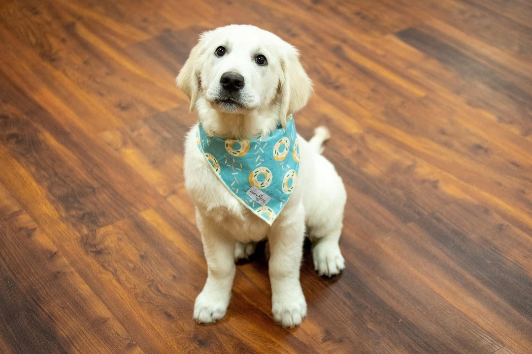 The Paws-itive Match: Finding Your Family’s Ideal Dog Breed